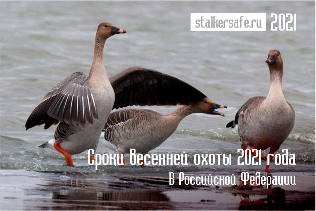 Сроки весенней охоты 2021 года в Российской Федерации